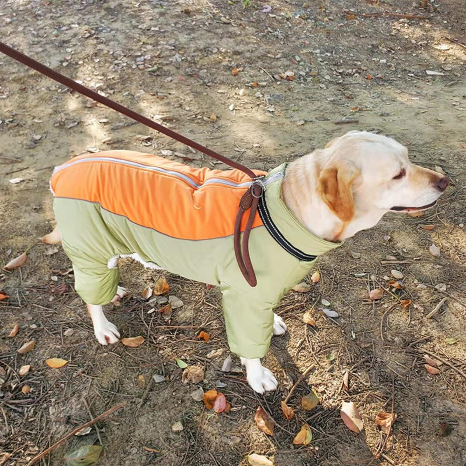 Guide des tailles avec 11 options pour chiens moyens et grands