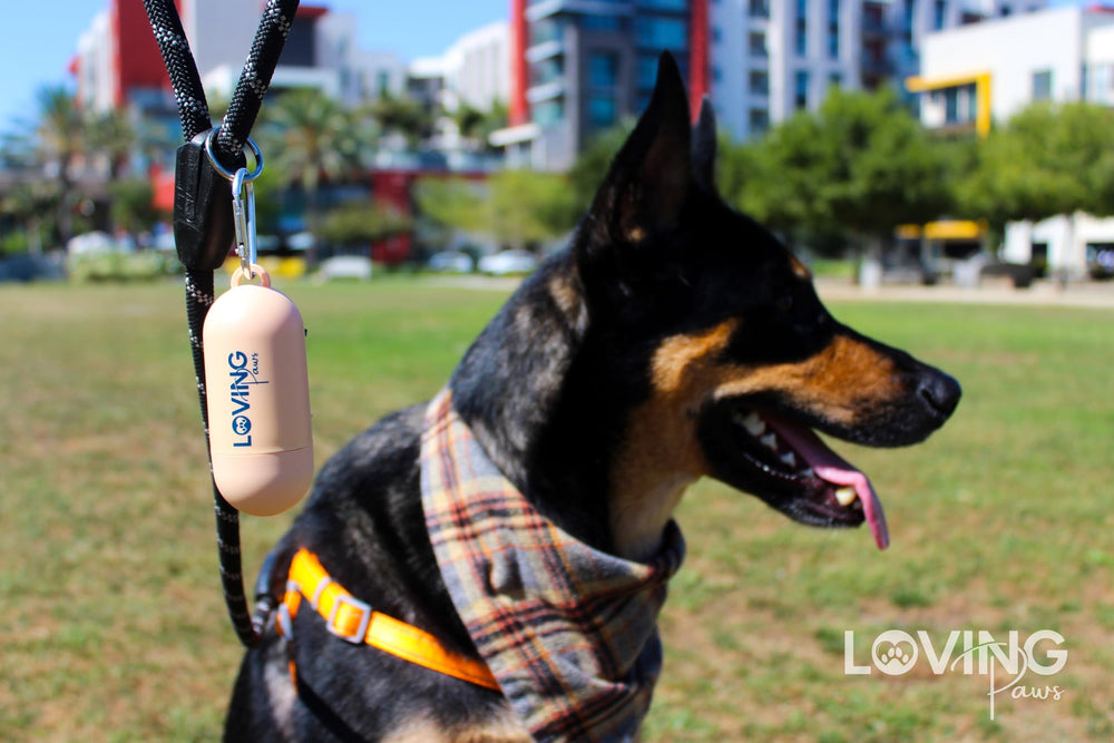 LOVING Paws sacs polyvalents 9x13 pouces pour déchets canins variés.