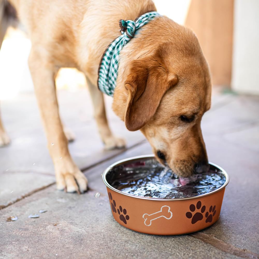 Bol Bella chien et chat duo, convient a divers animaux domestiques