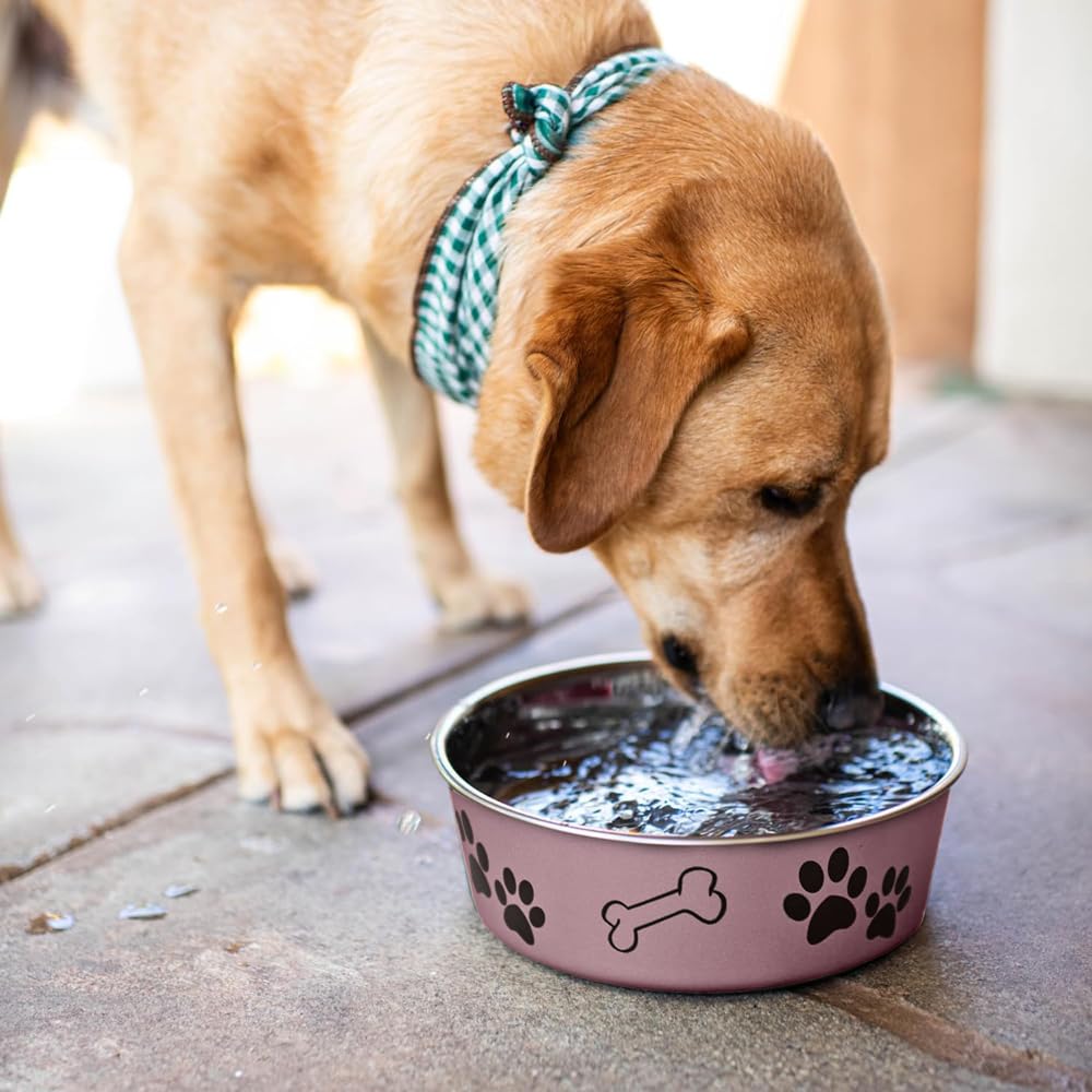 Bol Bella pour petits chiens et chats, taille 15 oz.