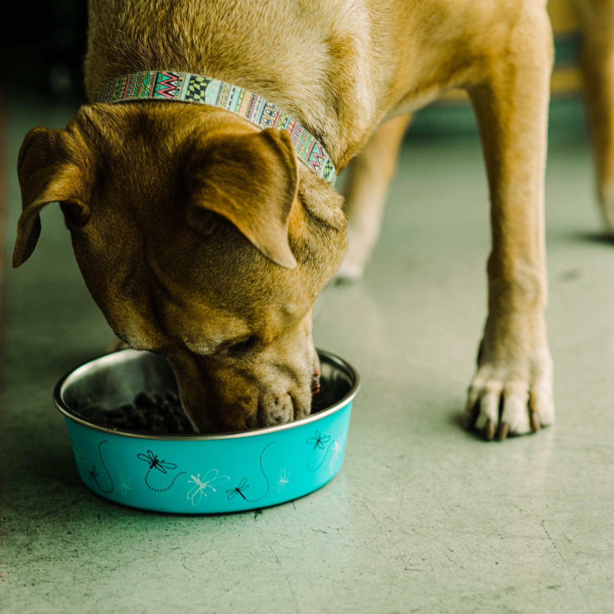 Convient pour chat et petit chien, bol polyvalent Bella pour hydratation et repas.
