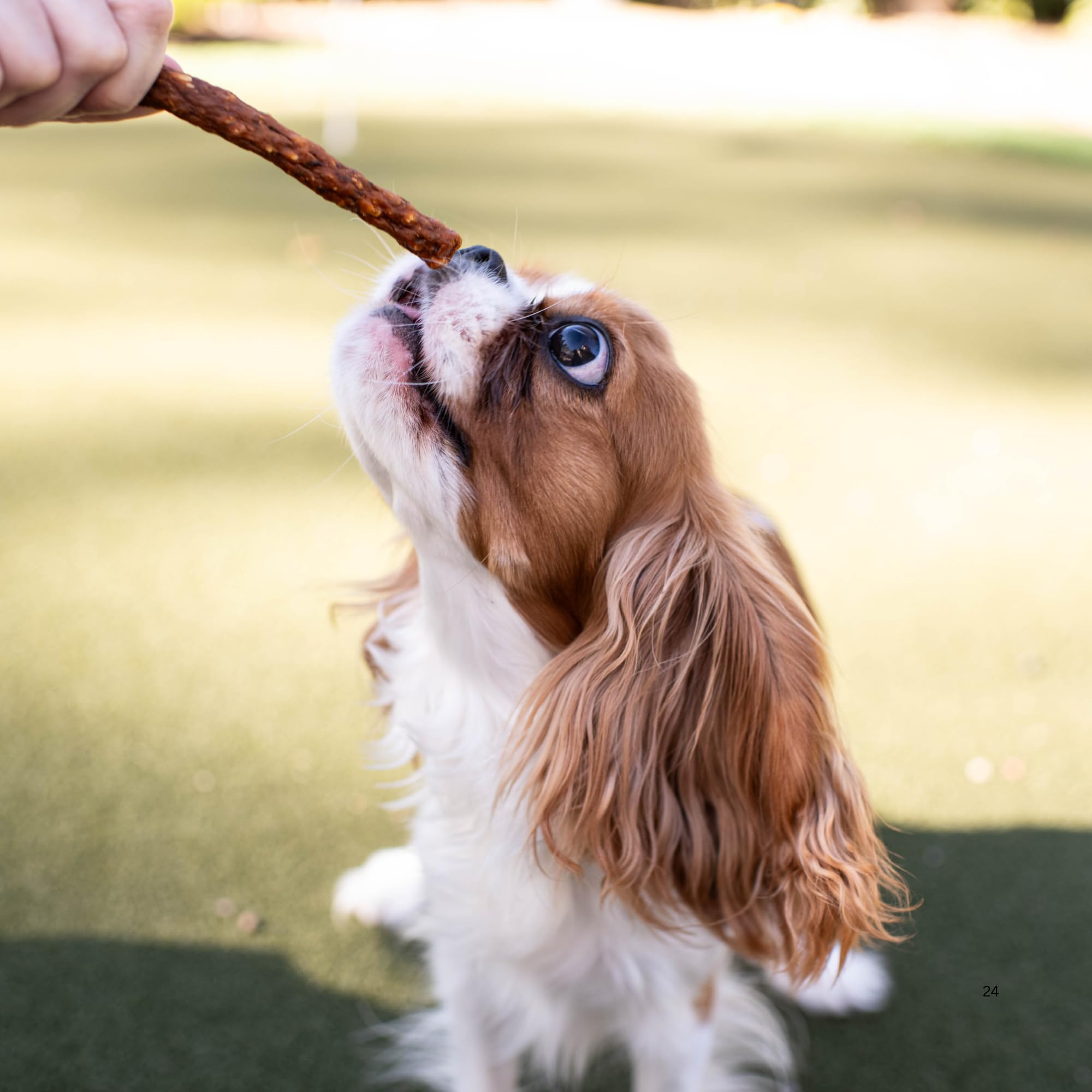 Loving Pets chien-entrainement-baton : récompense pratique pendant l'entraînement.