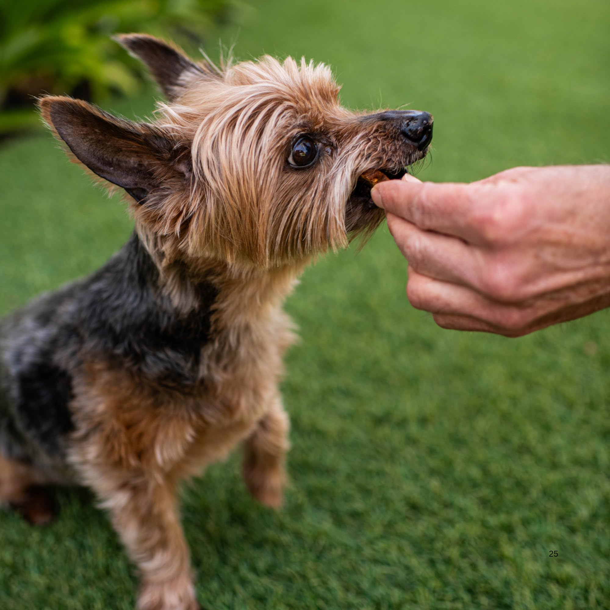 Loving Pets ingredients-sans-ble : recette simple et sans colorants artificiels.