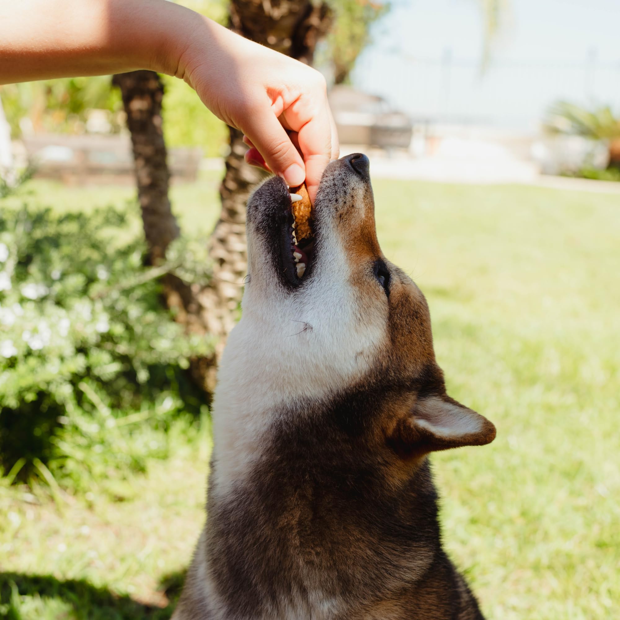 Loving Pets Natural Value Boeuf Sticks - ingrédients sans gluten et sans céréales.