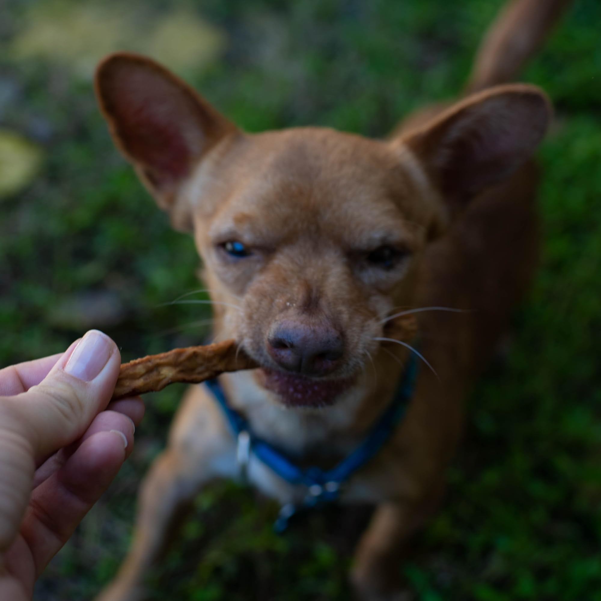 Loving Pets Natural Value Boeuf Sticks - parfaite pour l'entraînement et les récompenses.