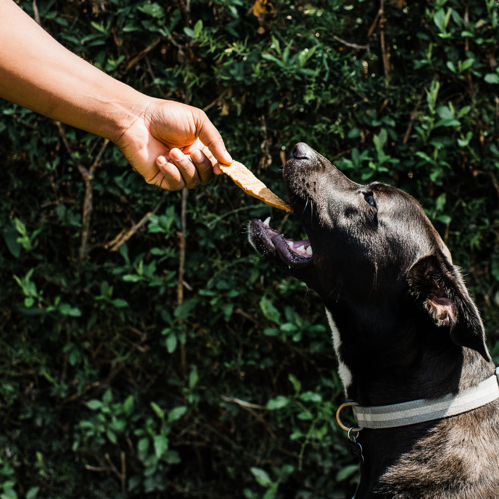 Loving Pets Protéine naturelle tendres-poulet pour chien, source de protéines.