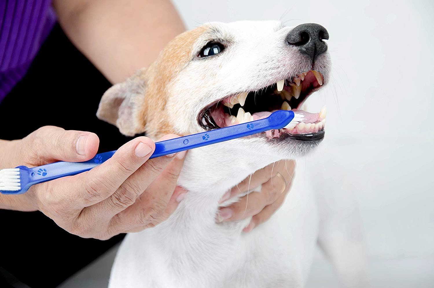 La brosse LOVINPUP durable reste performante après de nombreuses séances.