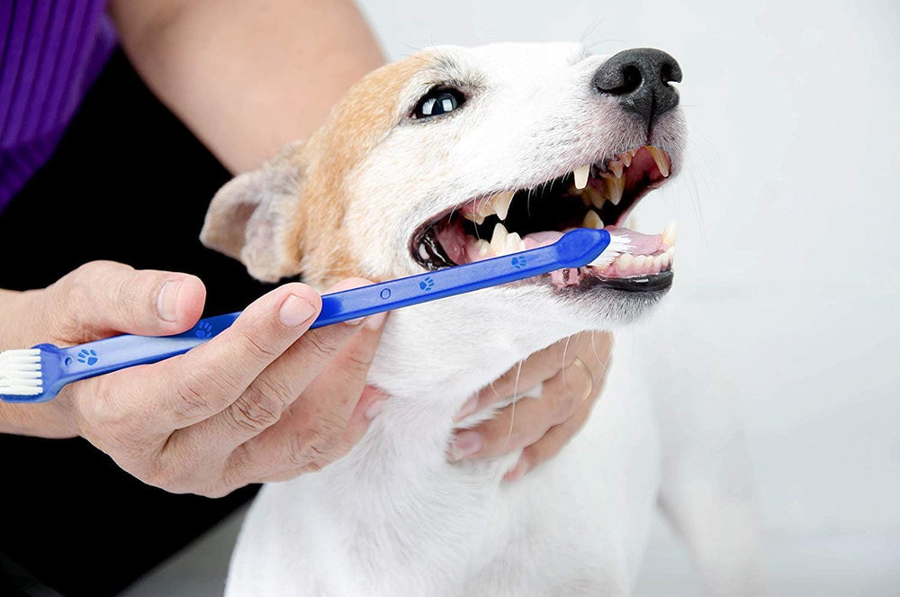 La brosse LOVINPUP durable reste performante après de nombreuses séances.