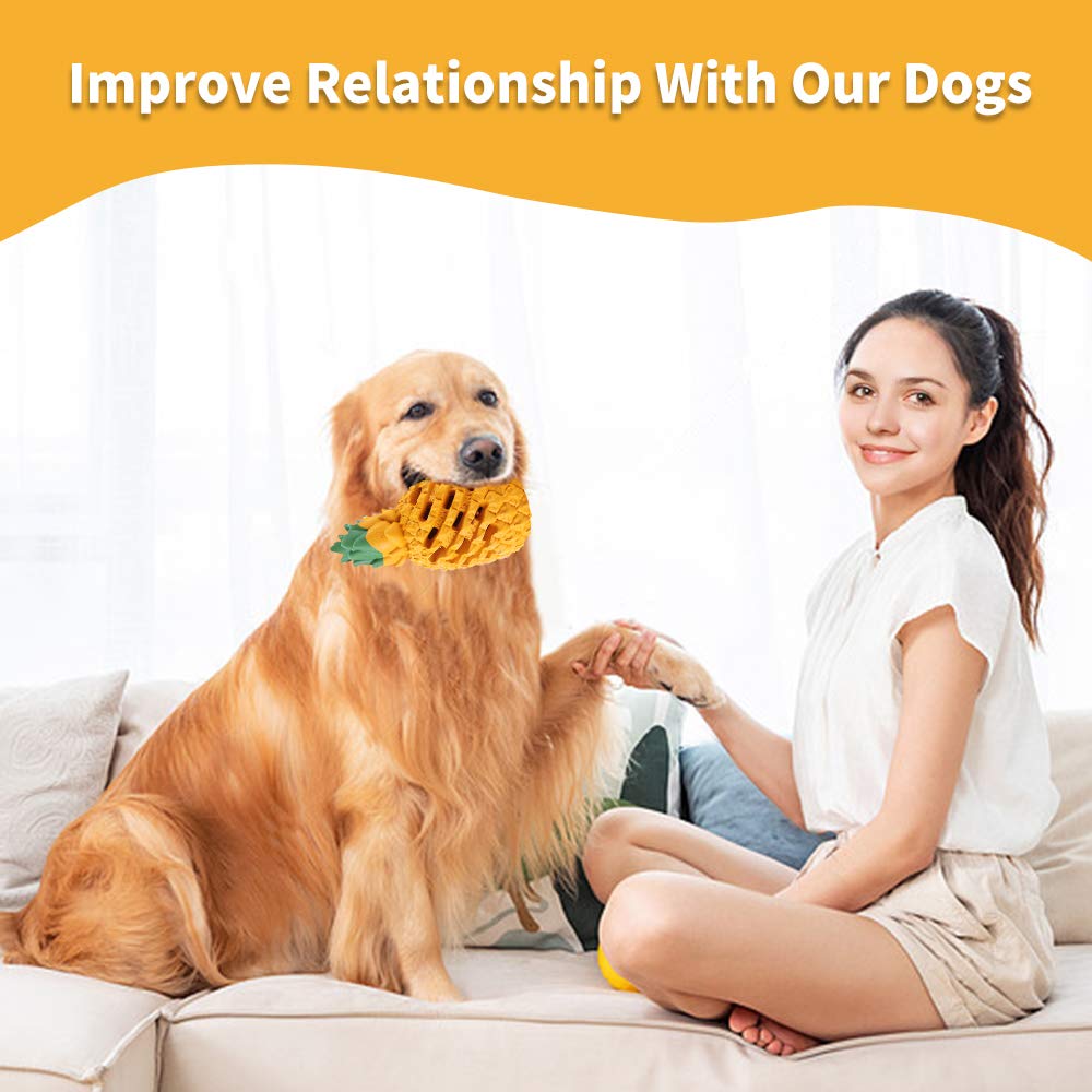 Activité et enrichissement chien avec LPHSNR Ananas.