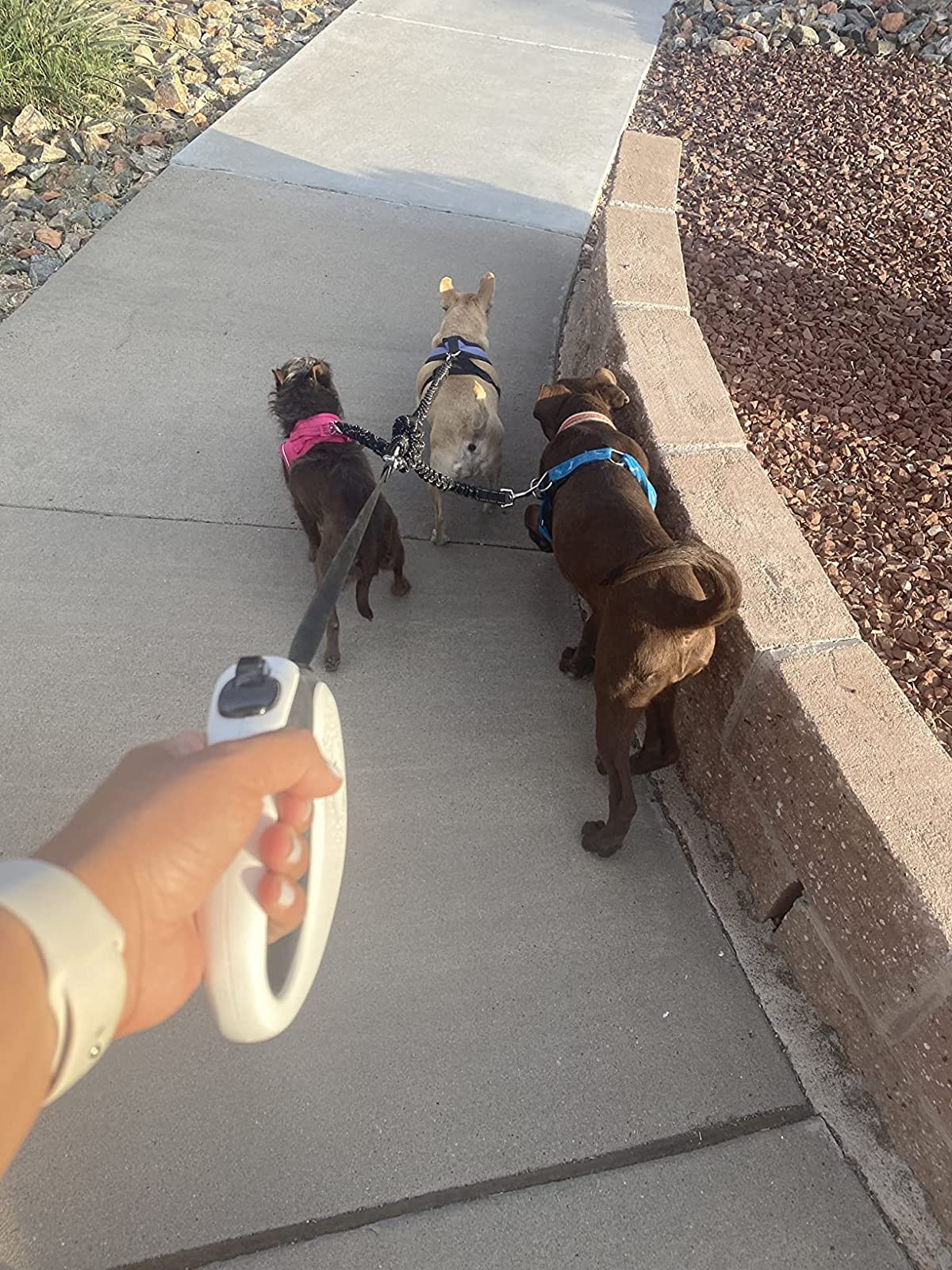 Sorties en parc avec trois chiens, tirages contrôlés.