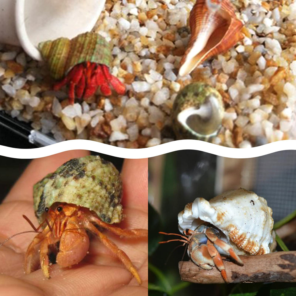 Utilisations DIY, décor d’aquarium et cadeaux festifs avec Lucky Baby.