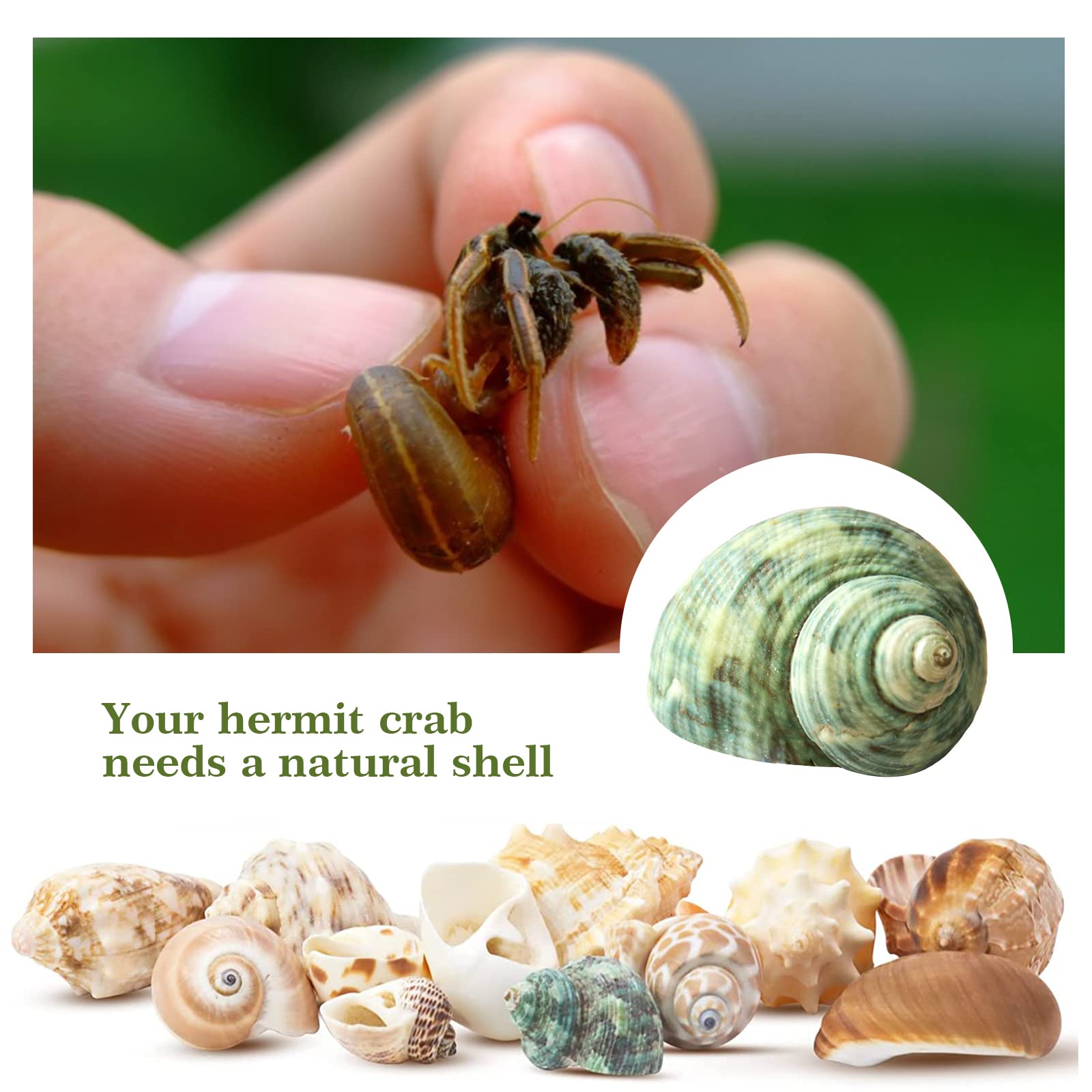 Coquilles naturelles Lucky Baby non peintes, respectueuses de l’environnement.