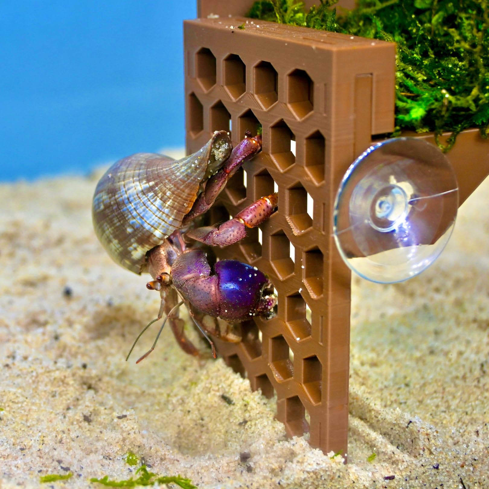 Lucky Critter cachette intérieure terrarium, espace caché stimulant l'exploration.