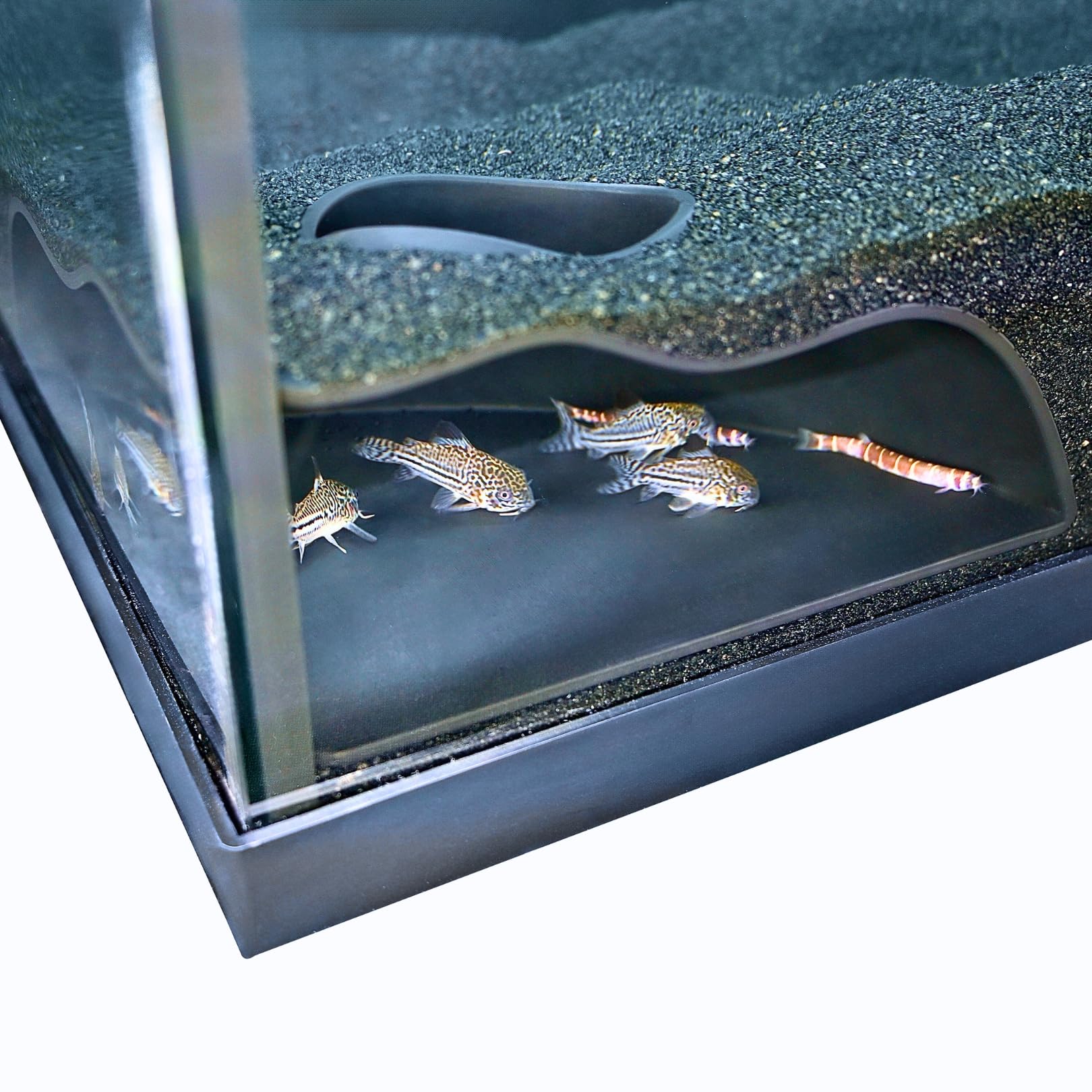 Lucky Critter compatibilité avec poissons et crevettes pour habitat varié.