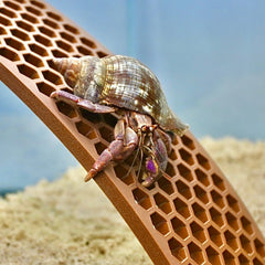 Lucky Critter decoration-habitat-crabe apporte du realisme et stimule l'exploration dans le terrarium.