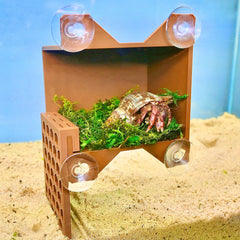 Lucky Critter échelle murale pour crabe ermite, escalade sûre et enrichissement du terrarium.