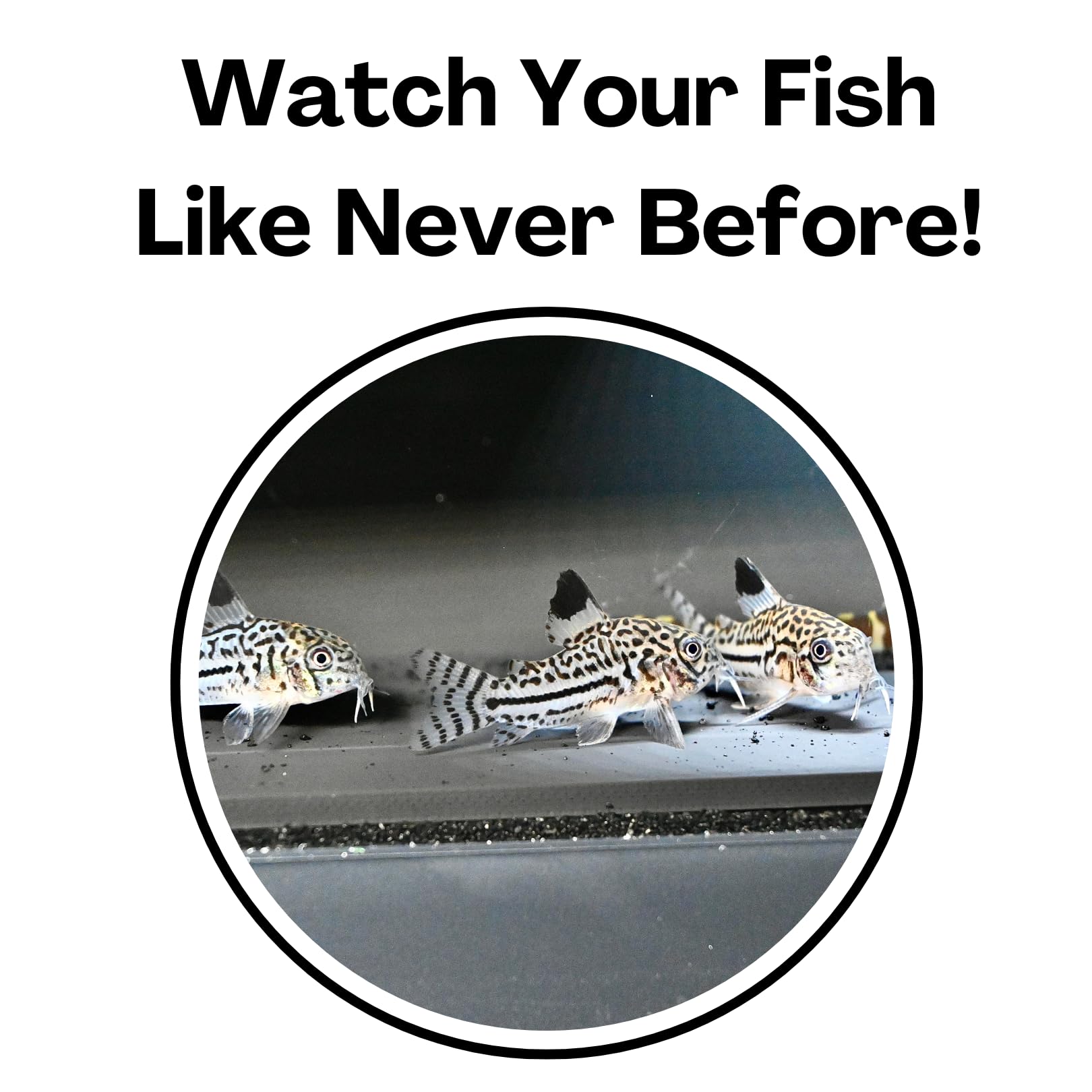 Lucky Critter guide d’installation rapide pour une mise en place facile.