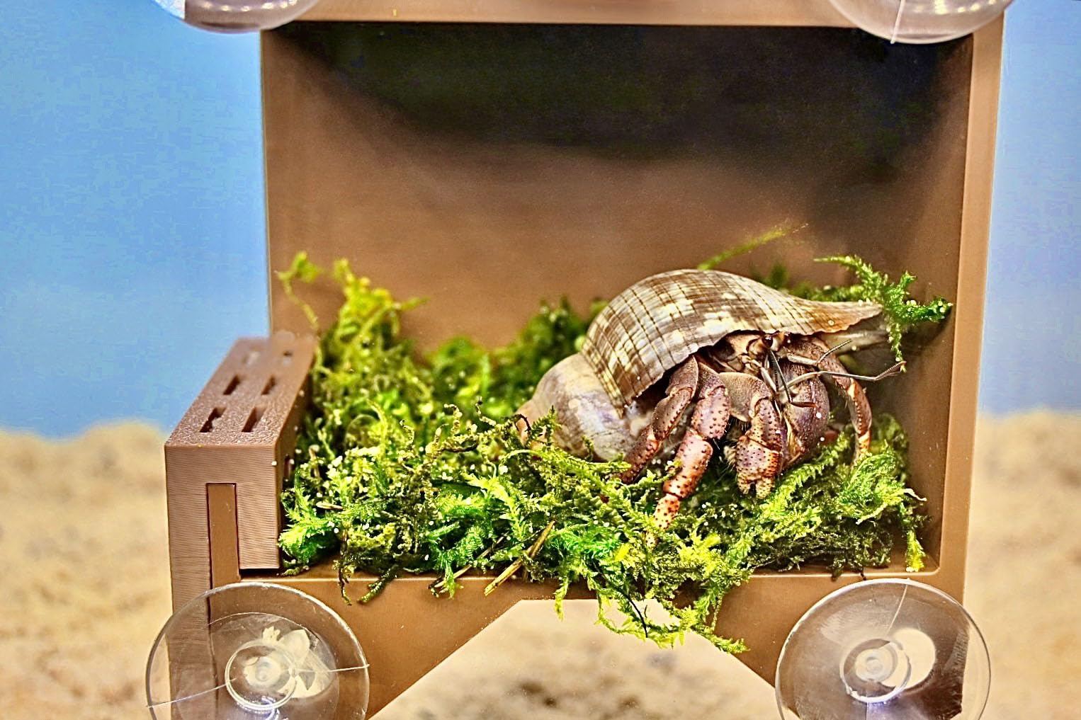 Lucky Critter mur escalade crabe ermite, espace vertical pour exploration.