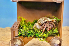 Lucky Critter mur escalade crabe ermite, espace vertical pour exploration.