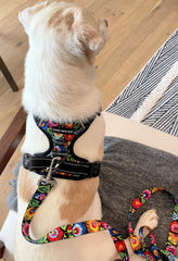 Harnais facile à enfiler Lucky Love Dog pour gagner du temps dehors.