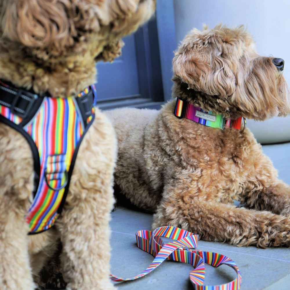 Harnais Lucky Love Dog avec quatre reglages pour ajustement personnalisé.