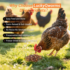 Grillons LuckyQworms, calcium élevé, aide potentielle au développement des os.