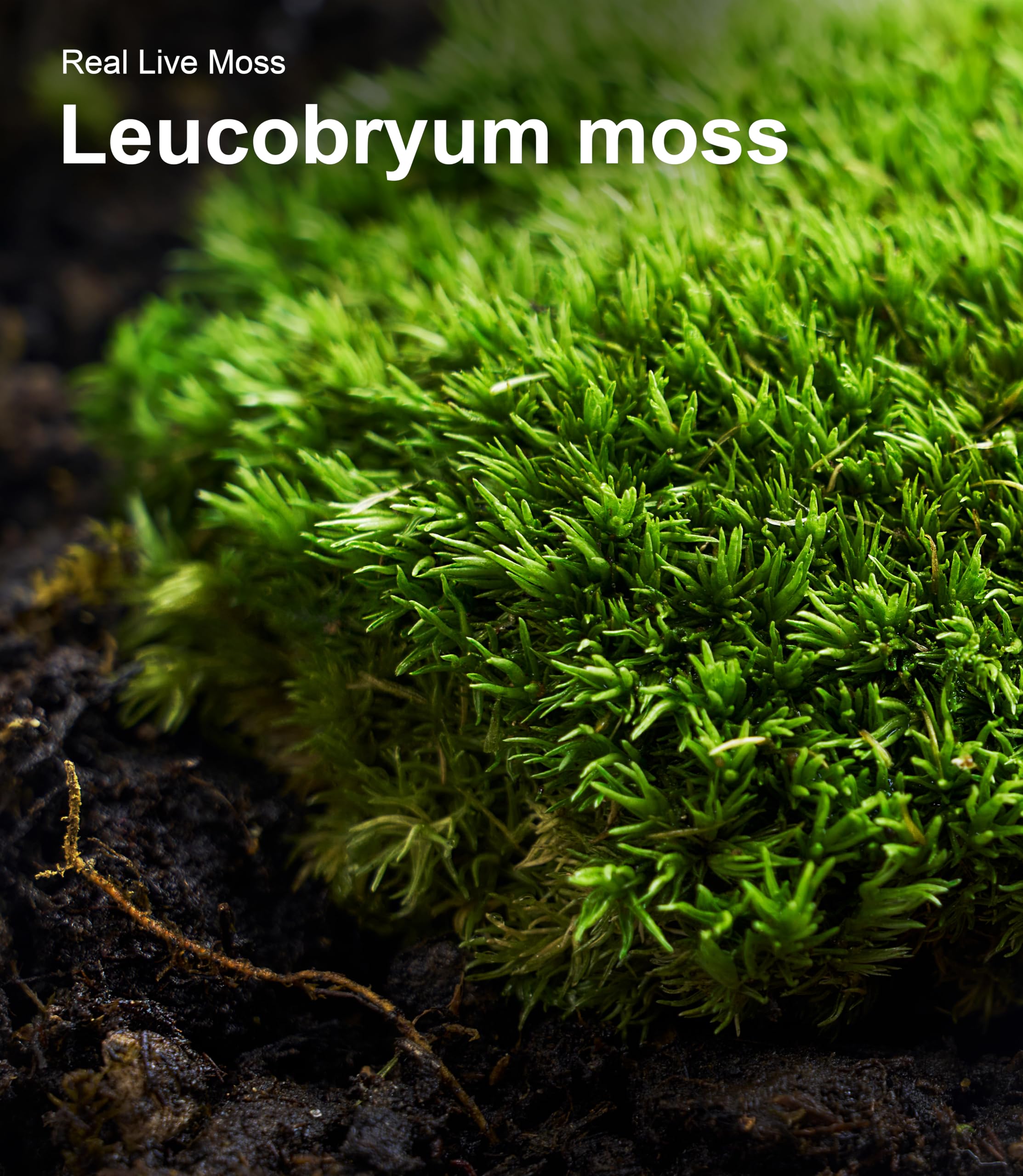 LUCKYRUNES mousse vivante décor bonsaï — apporte verdure naturelle aux arrangements.