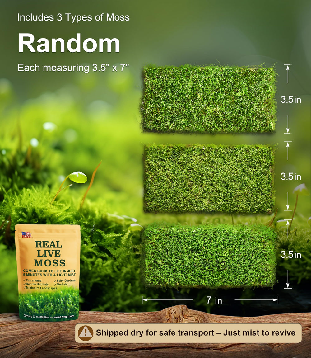LUCKYRUNES mousse vivante haute humidité — microclimat idéal pour reptiles.