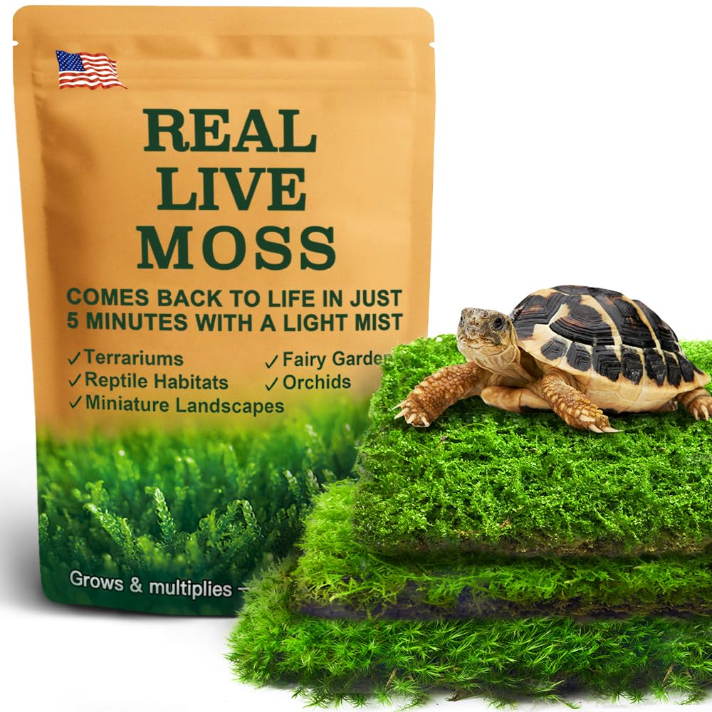 LUCKYRUNES mousse vivante terrarium — ensemble varié pour décor réaliste et humidité stable.