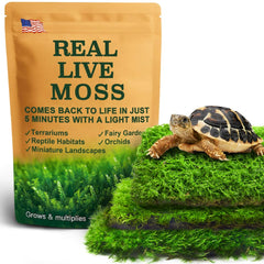 LUCKYRUNES mousse vivante terrarium — ensemble varié pour décor réaliste et humidité stable.