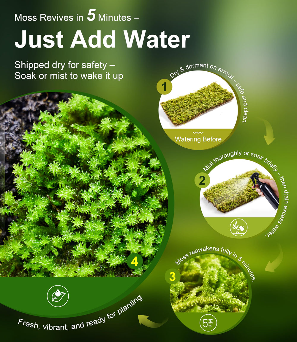 LUCKYRUNES mousse vivante trio varié — textures multiples pour paysage terrarium.