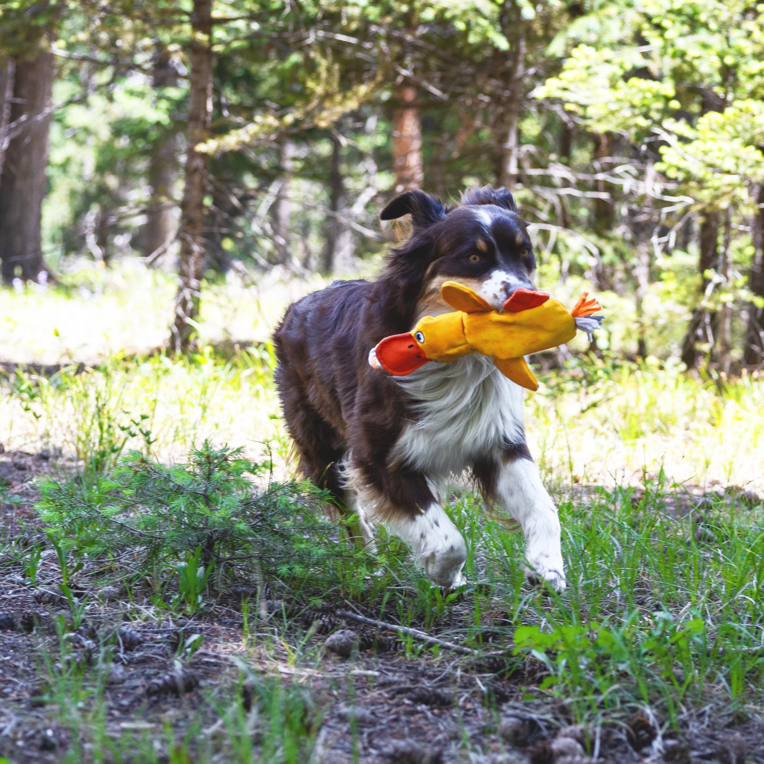LUCOLOVE canard jaune avec sifflet et tube pour stimulation sensorielle.