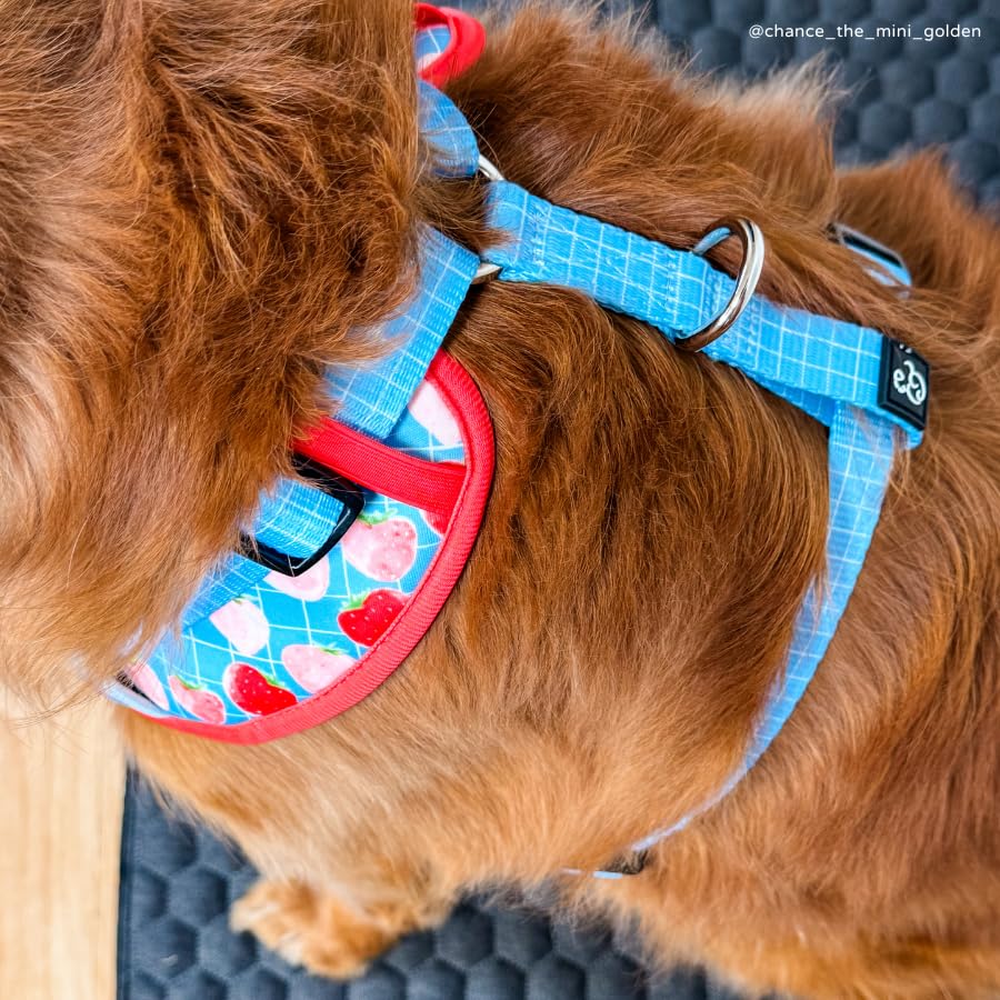 Harnais Lucy & Co XS bords réfléchissants pour promenades nocturnes plus sûres.