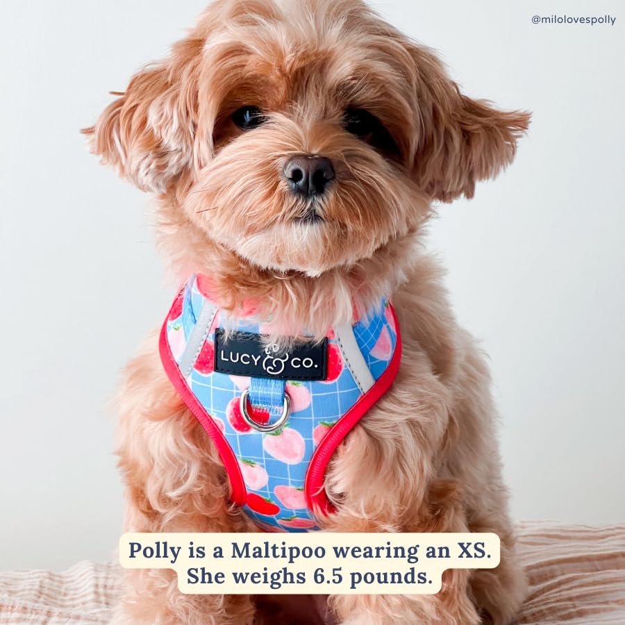 Harnais Lucy & Co XS mesh intérieur, respirant pour les chiens actifs.