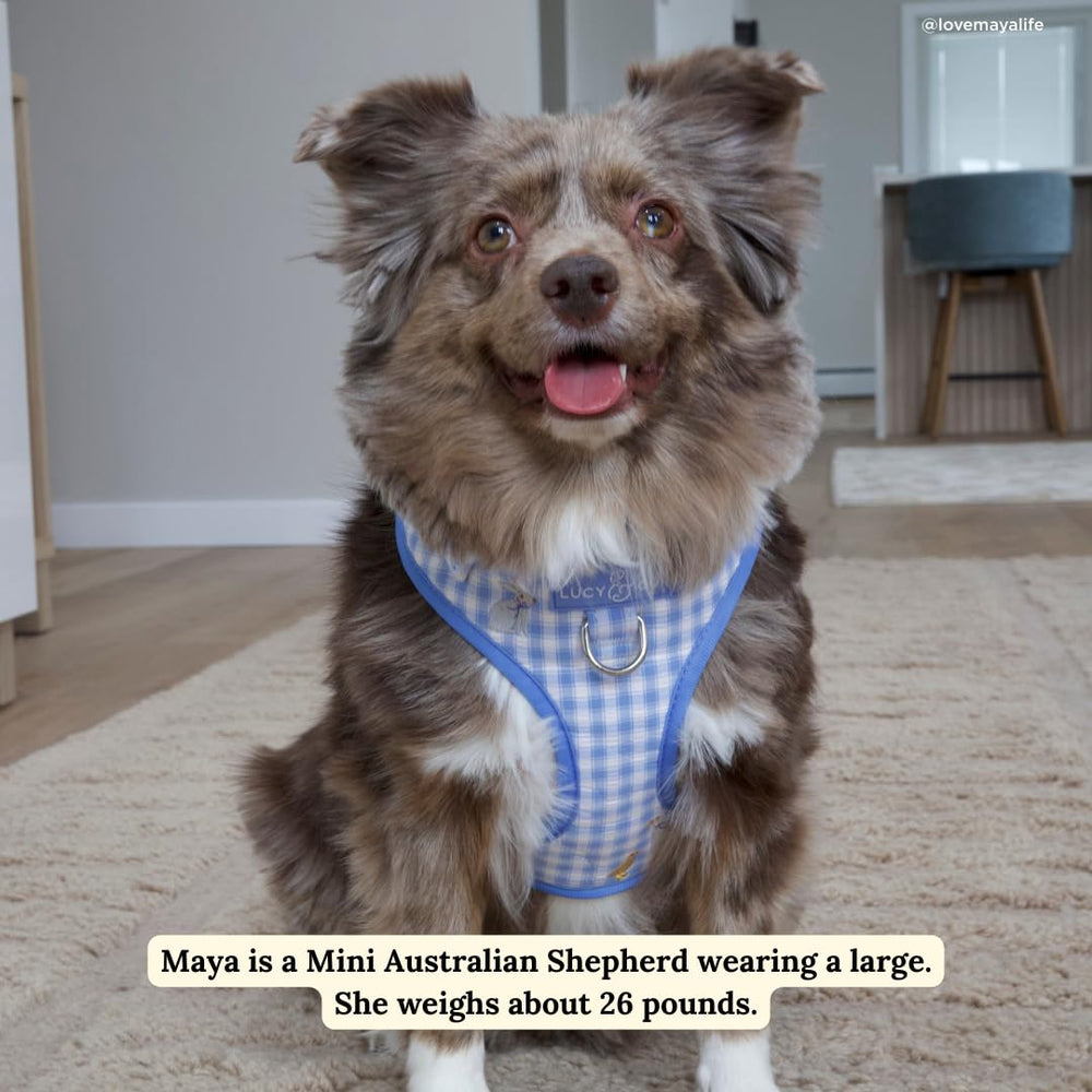 Taille M montrée sur chien, ajustement rapide et sûr, Lucy & Co.