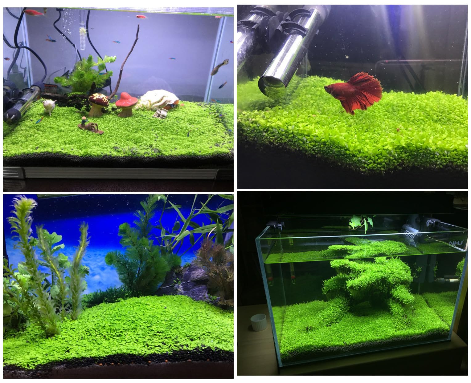LUKAWES décoration d'aquarium, feuillage vert pour un bac animé