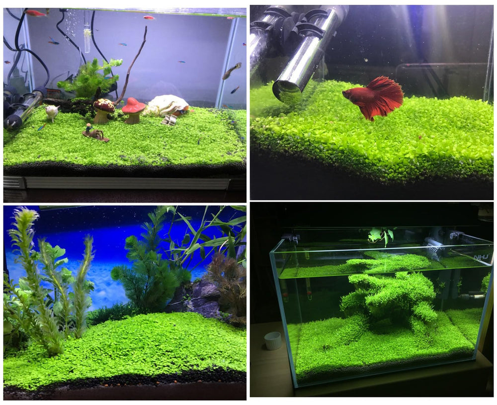LUKAWES décoration d'aquarium, feuillage vert pour un bac animé