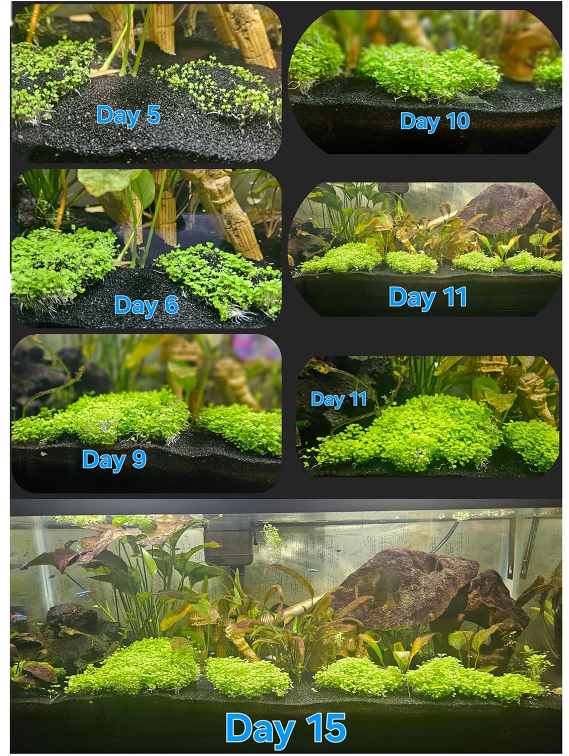 LUKAWES plantes d'aquarium sécurité poissons et oxygénation