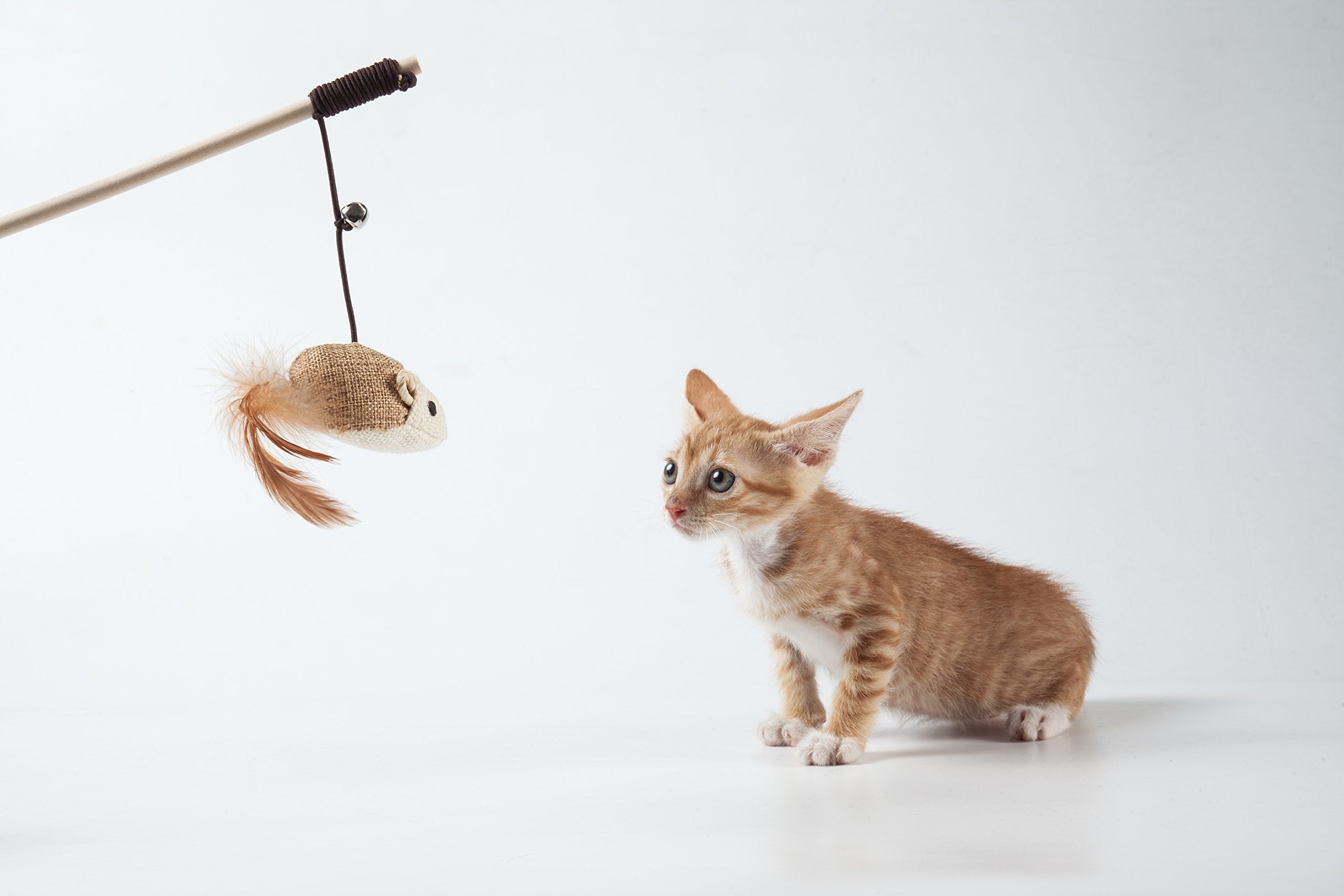 LukPaw Teaser Chat: baton plume, attraction et poursuites