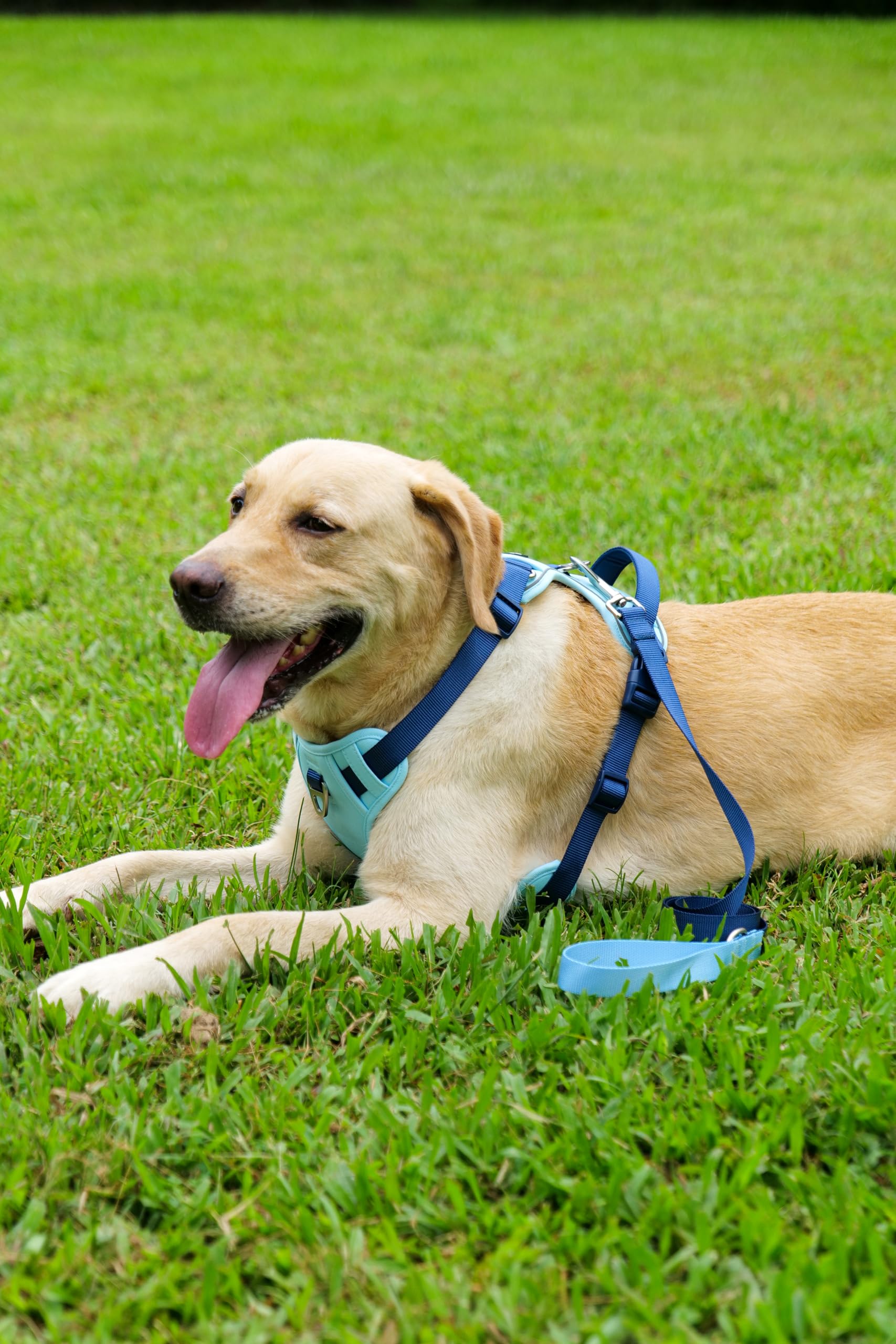 Harnais ajustable LULUPET bleu moyen, adaptation rapide à la taille du chien.
