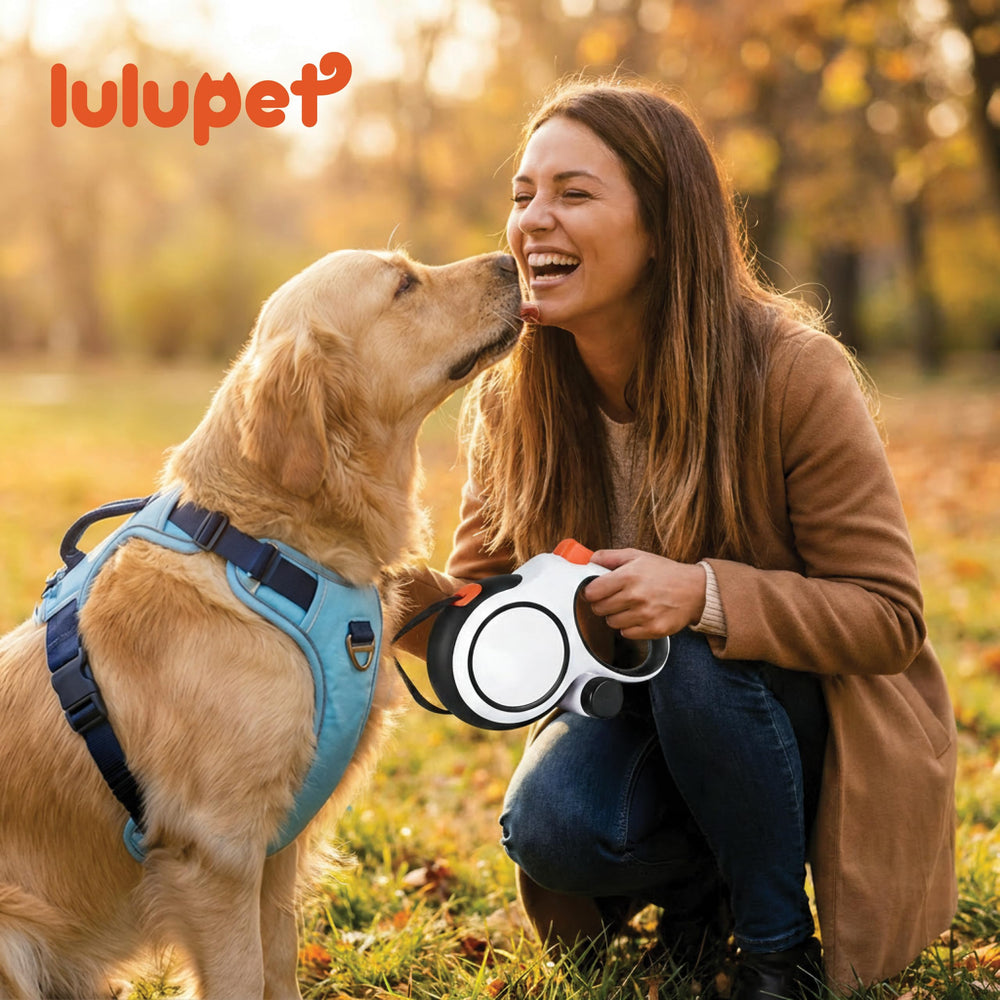 Design anti-enchevêtrement LULUPET pour des promenades sans nœuds