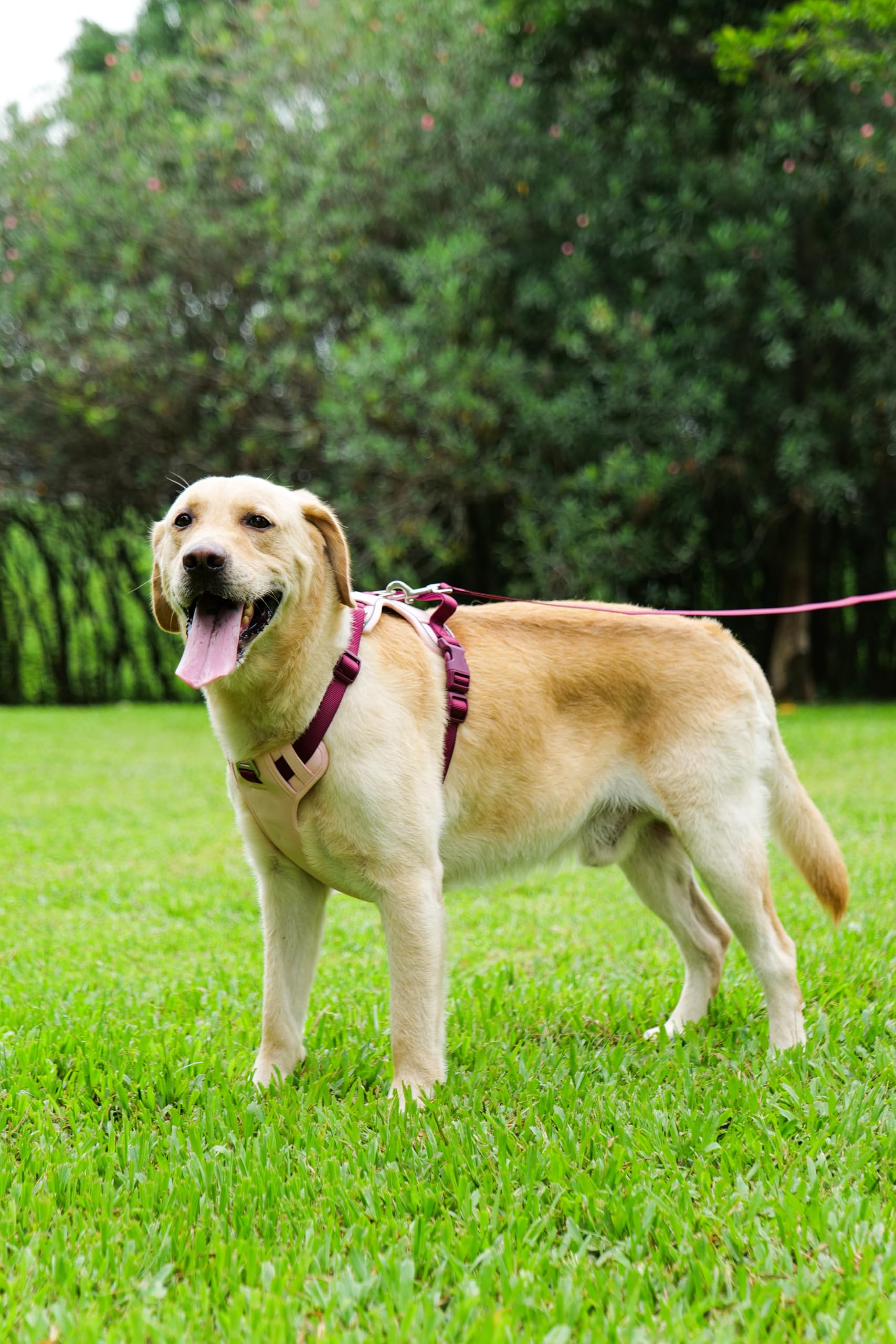 LULUPET fermeture à pression rapide pour enfiler sans effort