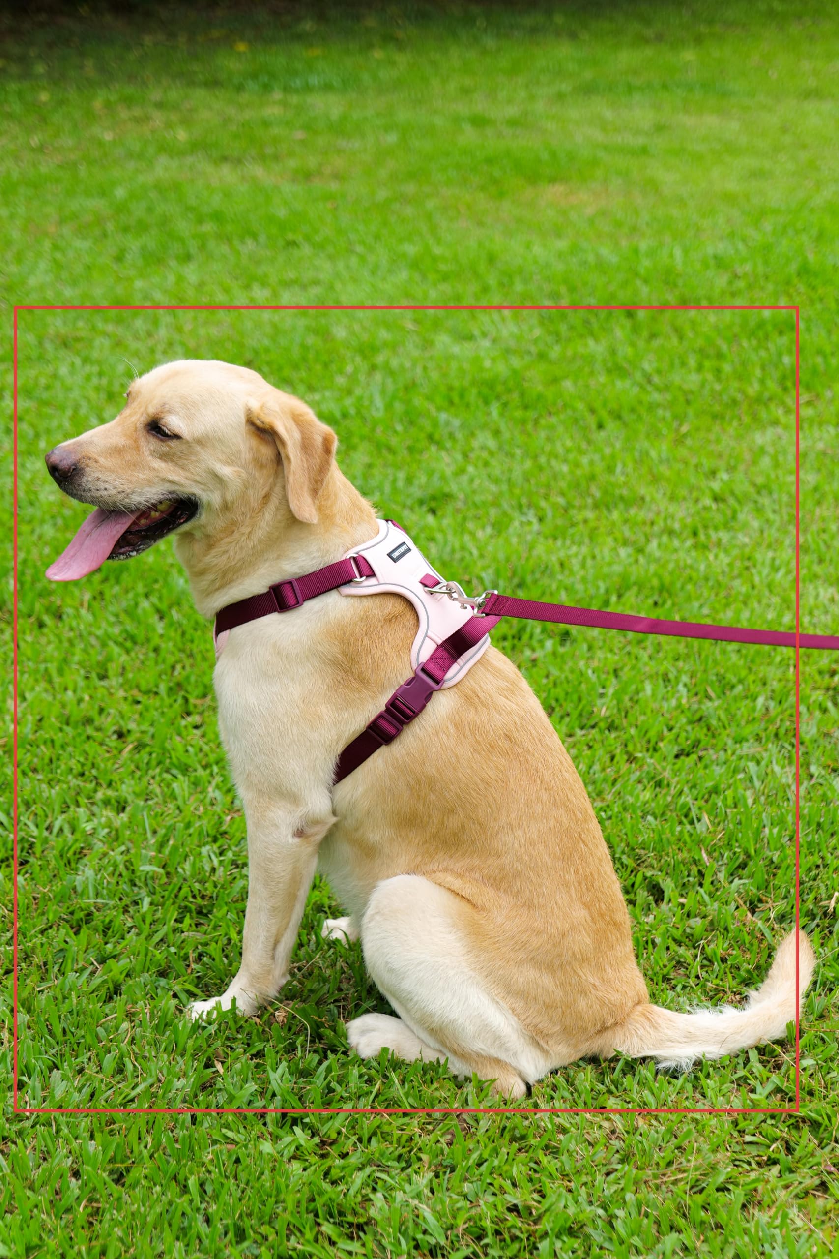 LULUPET harnais reglable pink, confort et sécurité lors des promenades.
