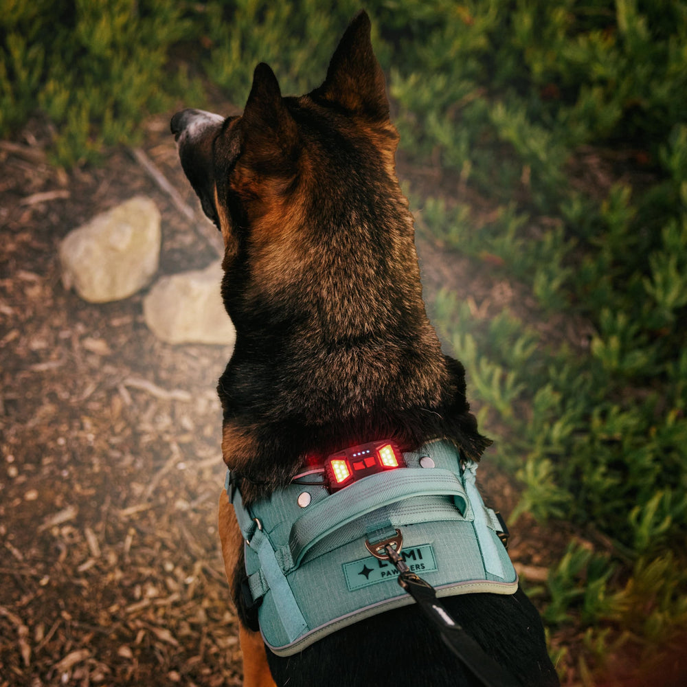 Système d’attache sûr et pratique pour divers chiens.