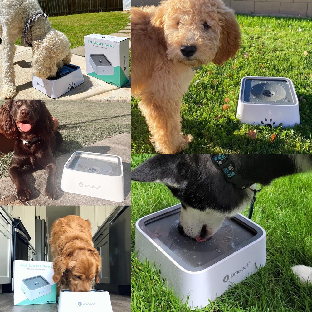 Capacité 2 L pour hydratation durable des chiens.