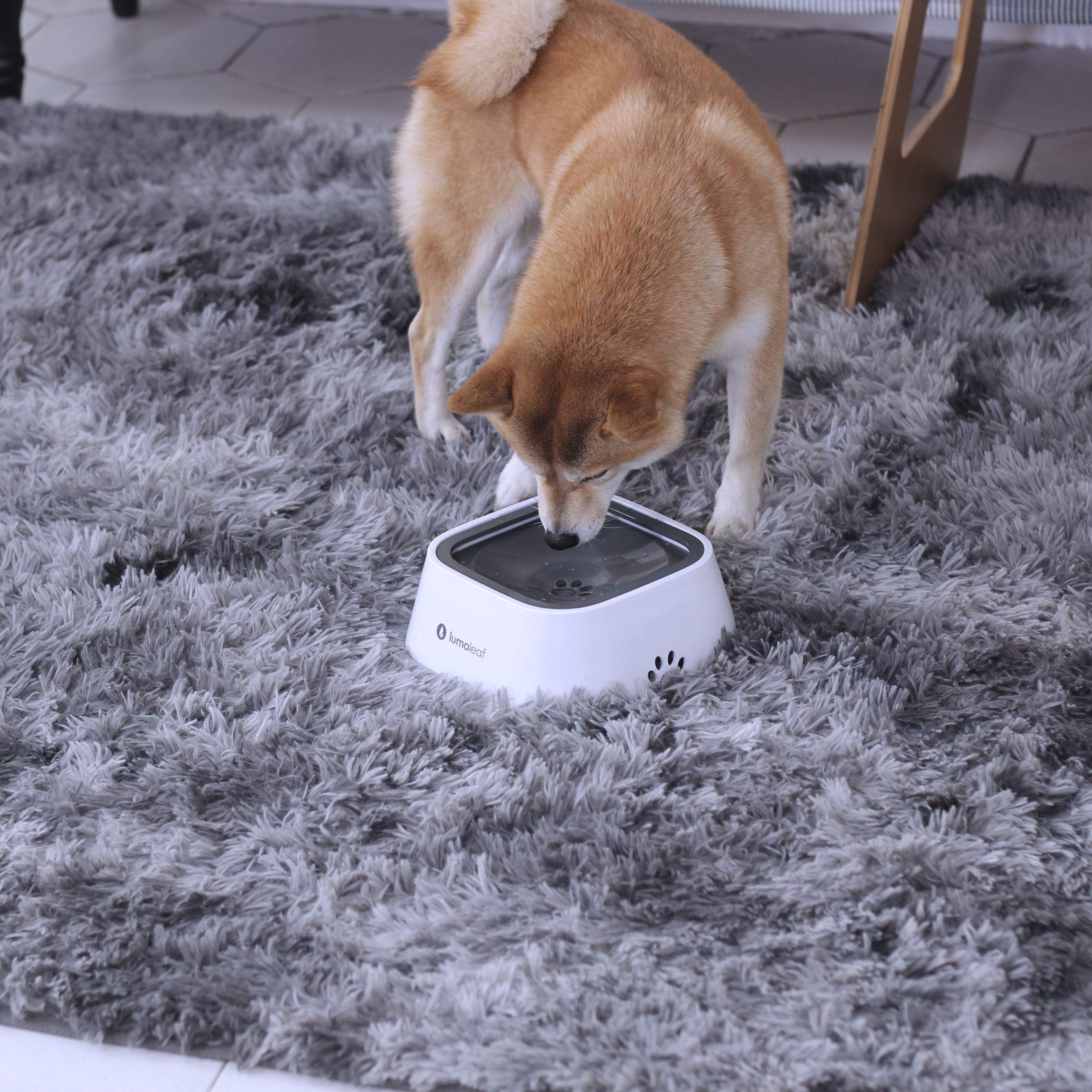 Utilisation en voyage: bol d'eau chien en voiture et camping-car.