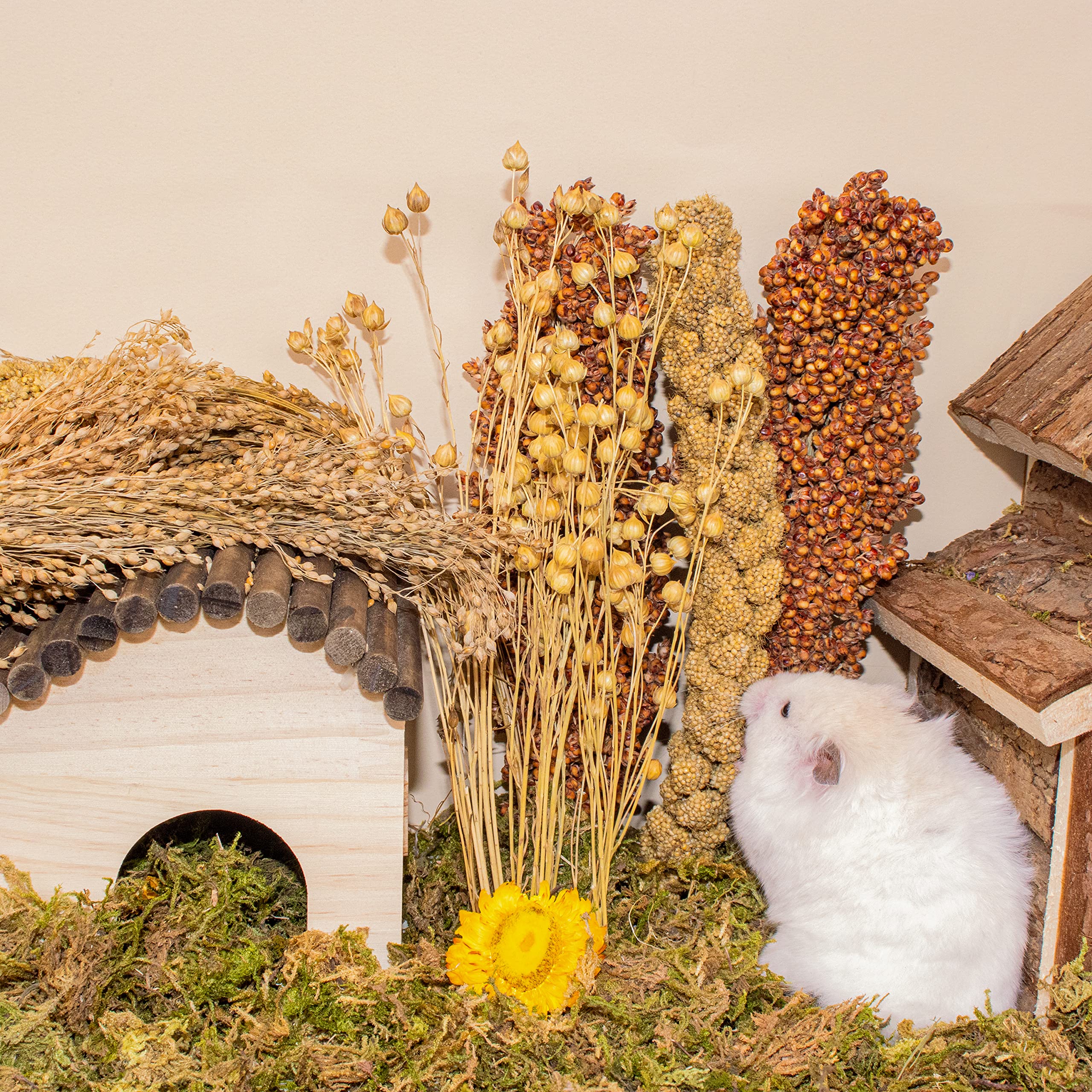 LUVCOSY Tiges de sorgho : matériaux sûrs pour ronger et explorer l’habitat.
