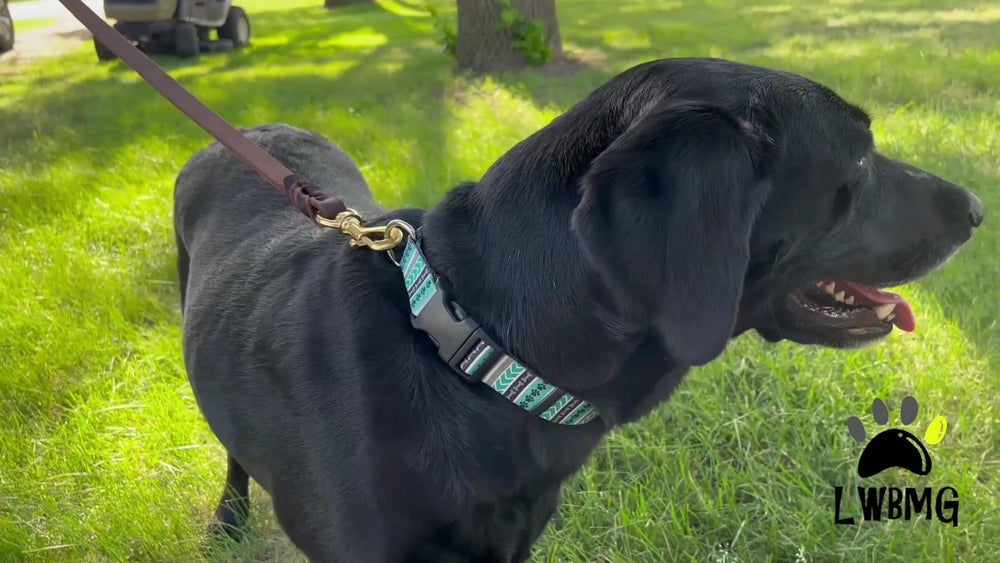 Compatibilité avec différentes tailles de chiens, convient petits et grands.