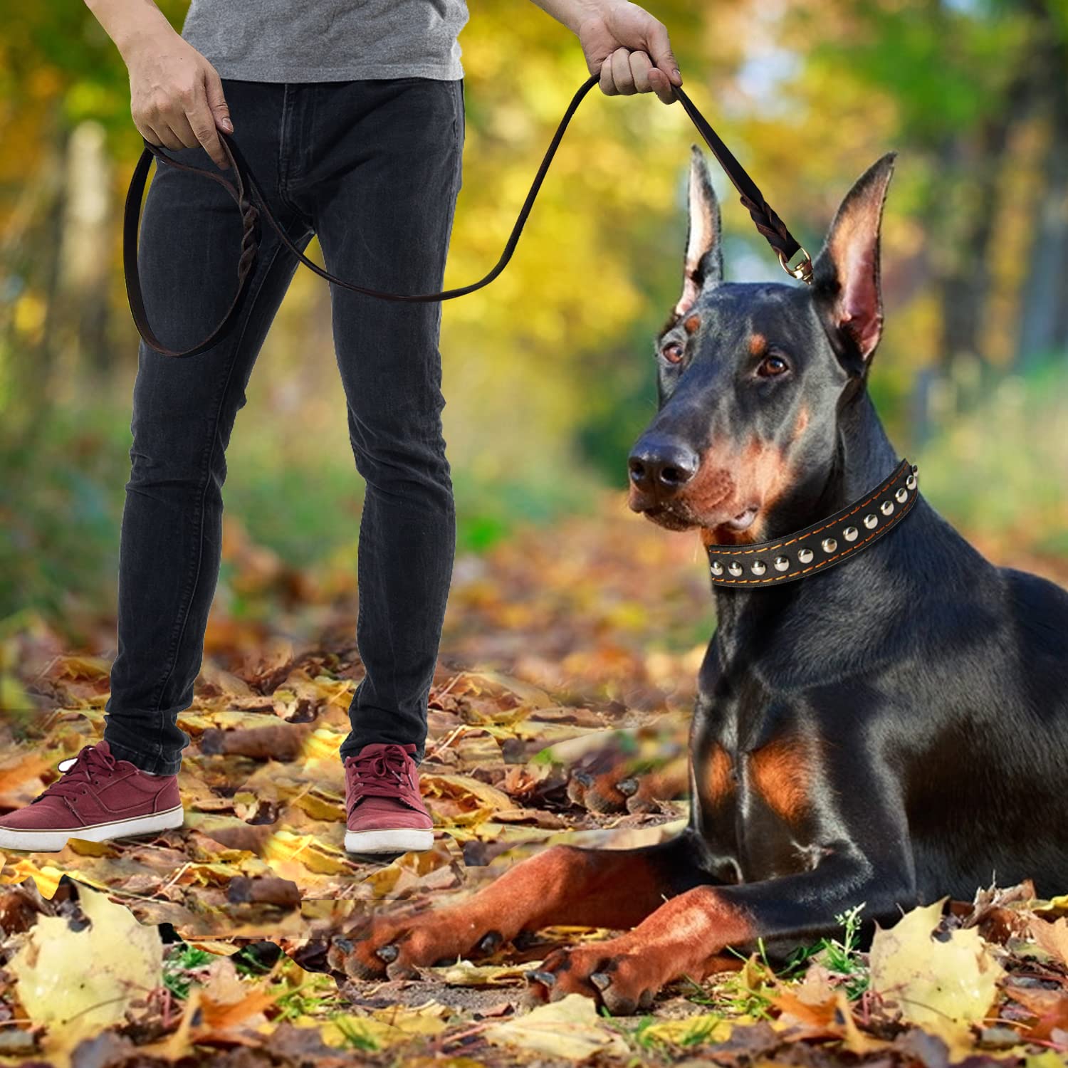 Utilisation en promenade et entraînement, adaptable à différentes races et tailles.