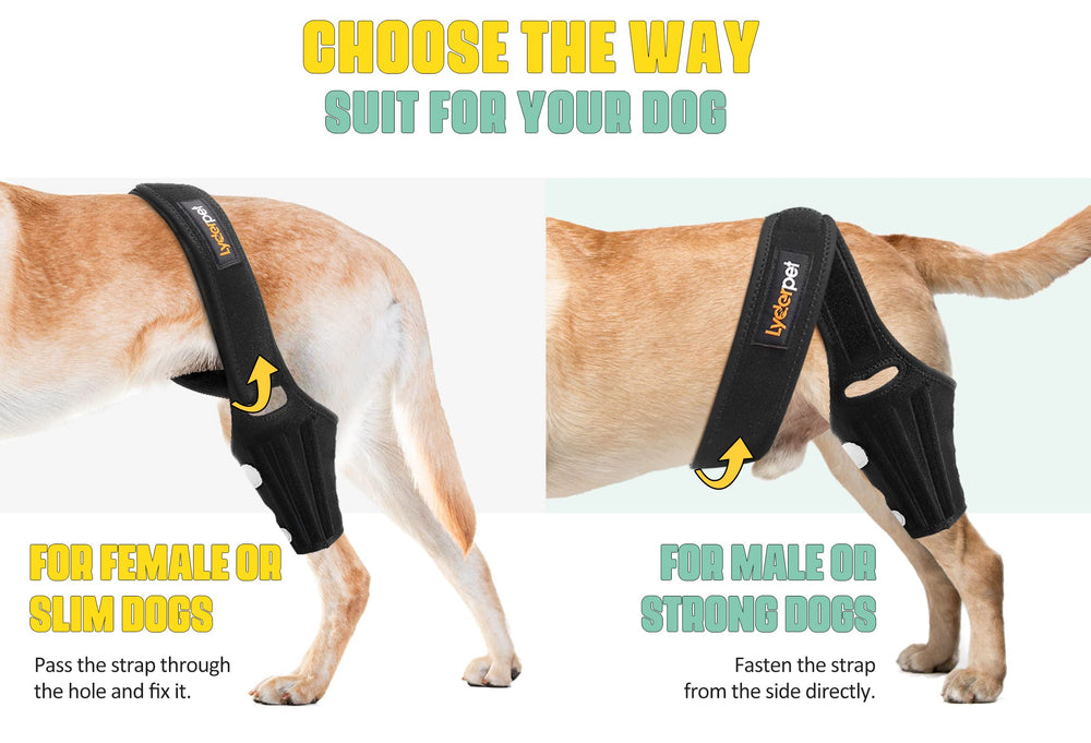 Lyderpet attelle genou chien: mesure précise pour un ajustement parfait.